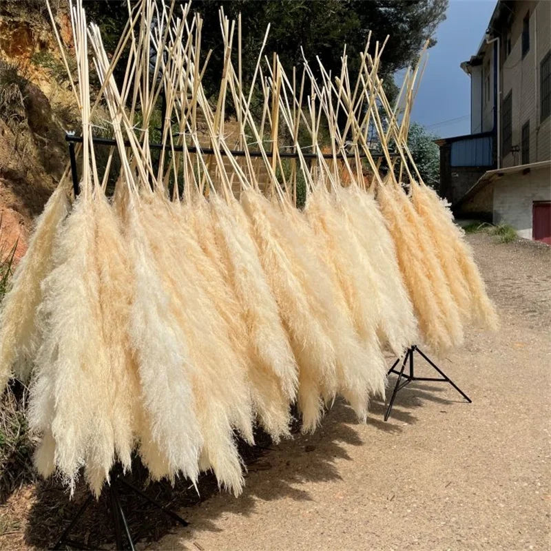 12Pcs Pampas Grass Fluffy Grande - Decoración Boho para Hogar y Bodas